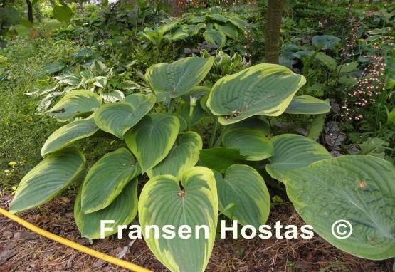 Hosta Master of Ceremonies